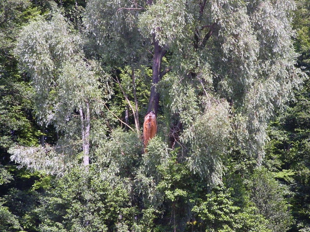 drzewo bez konara