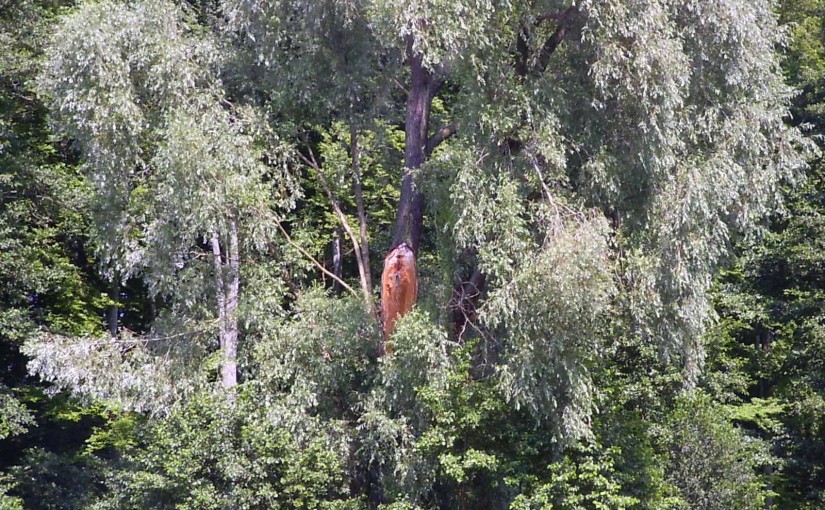 Partia „Gruszki na wierzbie”